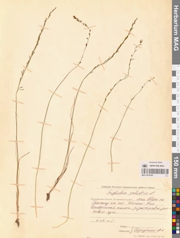 MAG 0016209