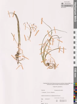 MAG 0016210