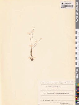 MAG 0016219