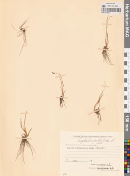 MAG 0016220
