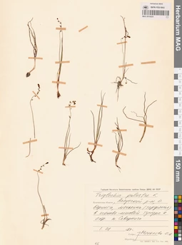 MAG 0016225