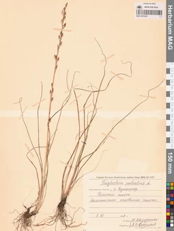 MAG 0016226