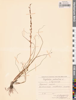 MAG 0016227