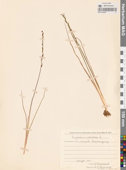 MAG 0016228