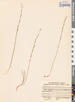 MAG 0016229