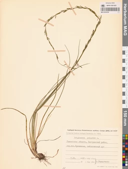 MAG 0016234