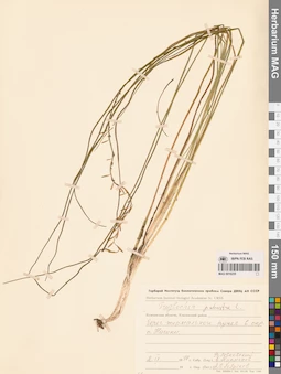 MAG 0016235
