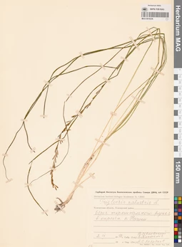MAG 0016236