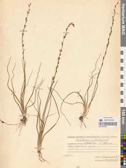 MAG 0016238
