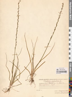 MAG 0016239