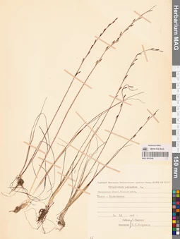 MAG 0016240