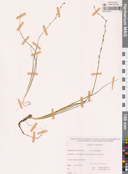 MAG 0016561