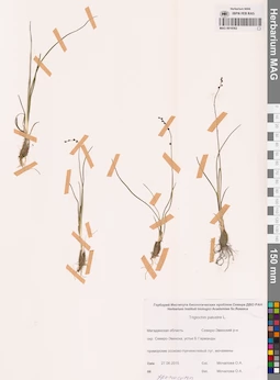 MAG 0016562