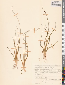 MAG 0016570