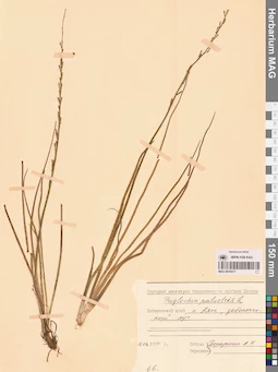 MAG 0016571