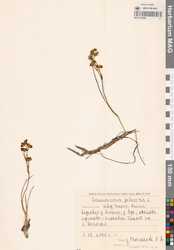 MAG 0016580