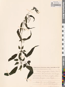 MAG 0016584