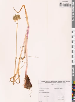 MAG 0009491