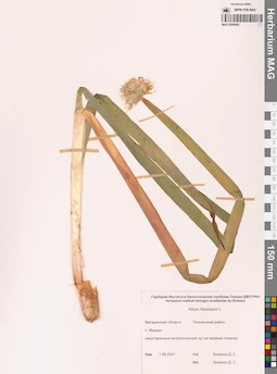 MAG 0009492