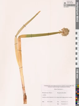 MAG 0009493