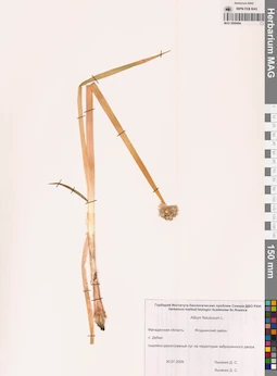 MAG 0009494