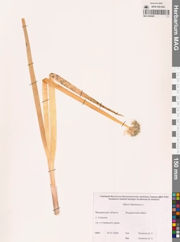 MAG 0009495