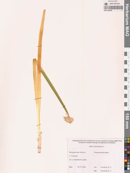 MAG 0009496