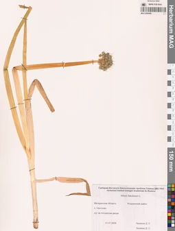 MAG 0009498