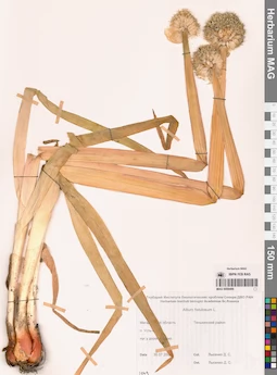 MAG 0009499