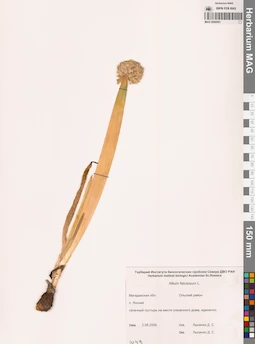 MAG 0009501