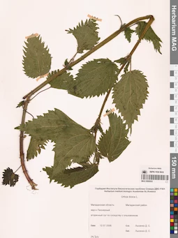MAG 0009503