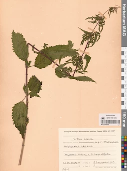 MAG 0009505