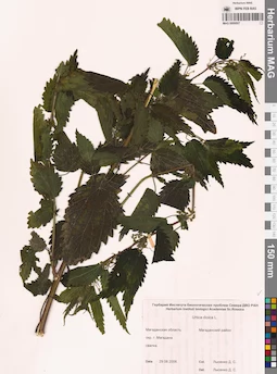 MAG 0009507