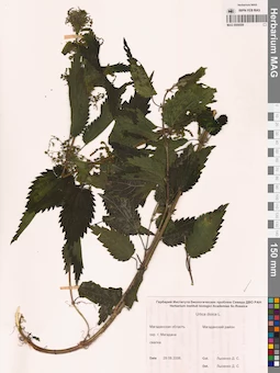 MAG 0009509