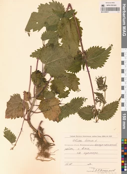 MAG 0009511