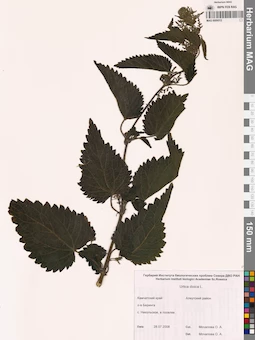 MAG 0009512