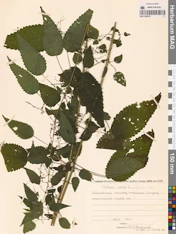 MAG 0009515