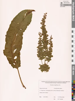 MAG 0009598