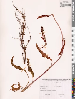MAG 0009599