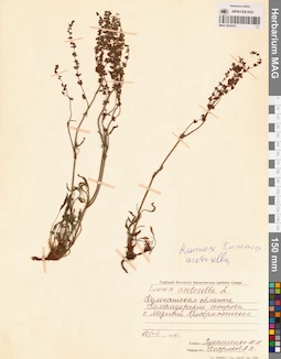 MAG 0016251