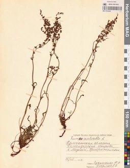 MAG 0016252