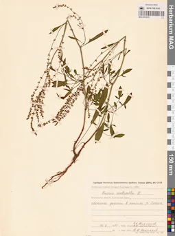 MAG 0016255