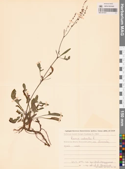 MAG 0016257