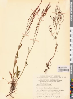 MAG 0016261