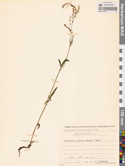 MAG 0016262