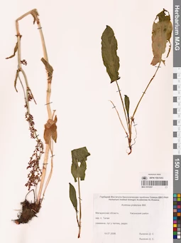 MAG 0016267