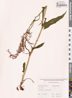 MAG 0016268