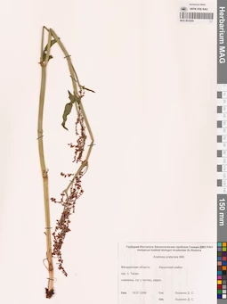 MAG 0016269