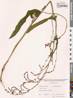 MAG 0016270
