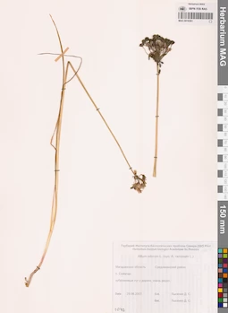 MAG 0016581